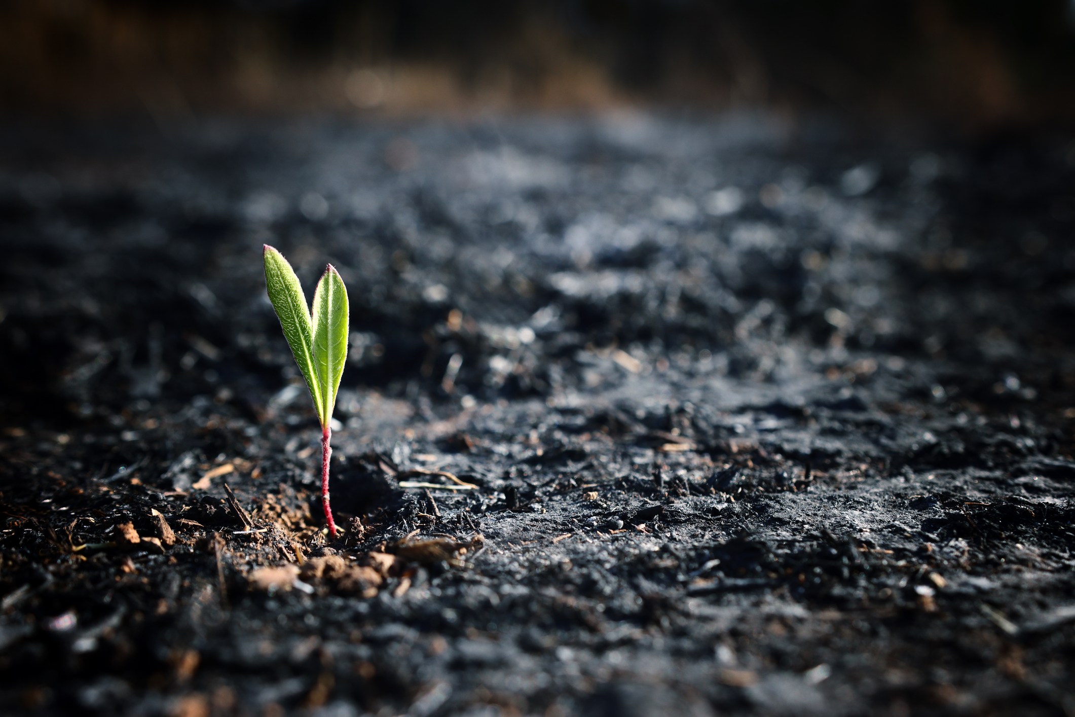 A seed of a green